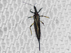 Thysanoptera