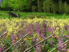 Brassica oleracea acephala