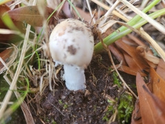 Amanita xylinivolva