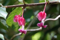 Drymonia conchocalyx