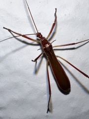 Saicinae