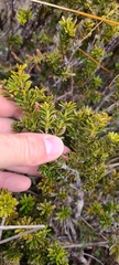 Podocarpus nivalis
