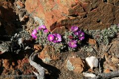 Trichodiadema marlothii