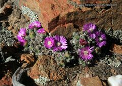 Trichodiadema marlothii