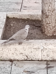 Streptopelia decaocto
