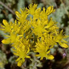 Petrosedum orientale