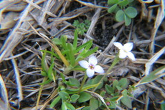 Houstonia pusilla