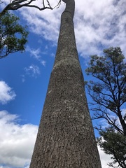 Brachychiton rupestris