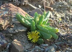 Glottiphyllum