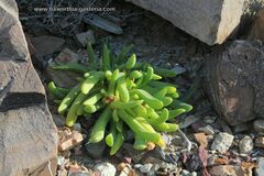 Glottiphyllum