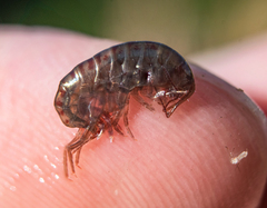 Arcitalitrus sylvaticus