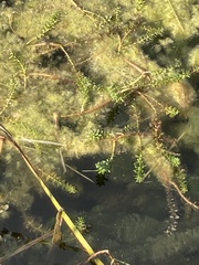 Elodea canadensis