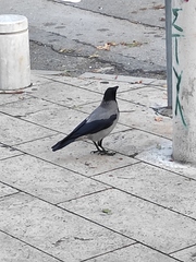 Corvus cornix