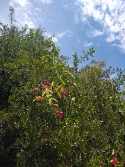 Dolichandra cynanchoides