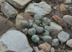 Gibbaeum heathii