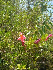 Dolichandra cynanchoides