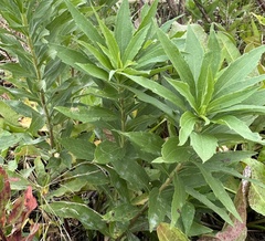 Solidago radula