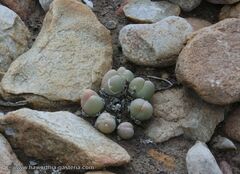 Gibbaeum heathii