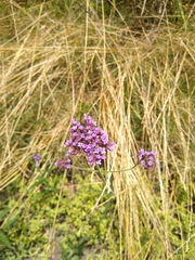 Verbena bonariensis