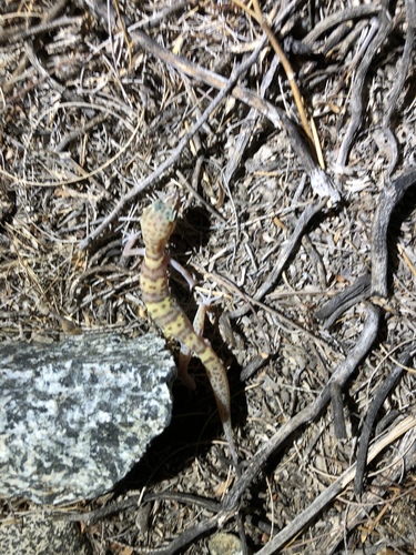 iNaturalist observation photo of Western Banded Gecko
