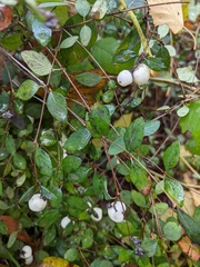 Symphoricarpos mollis
