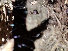 Megalepthyphantes collinus