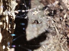 Megalepthyphantes collinus