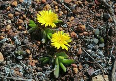Glottiphyllum