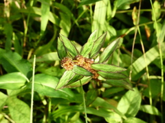 Spermacoce verticillata