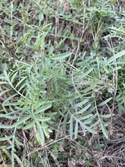 Ratibida columnifera