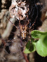 Megalepthyphantes collinus