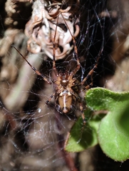 Megalepthyphantes collinus