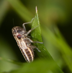 Cuerna striata