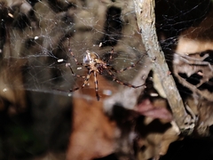 Megalepthyphantes collinus