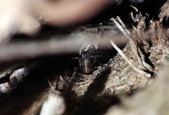 Megalepthyphantes collinus