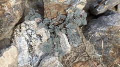 Dalea mollissima