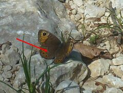 Lasiommata petropolitana