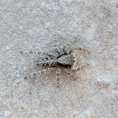 Platycryptus californicus