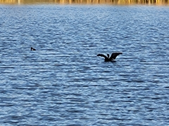 Phalacrocorax