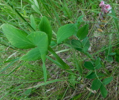 Lathyrus pisiformis