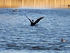 Phalacrocorax