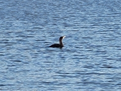 Phalacrocorax
