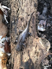 Ambystoma talpoideum