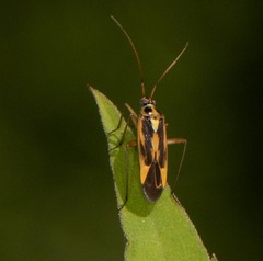 Stenotus