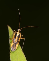 Stenotus