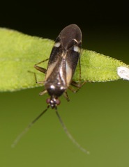 Plagiognathus obscurus