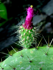 Opuntia pilifera