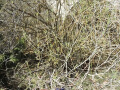 Salix purpurea