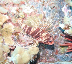 Pterois sphex