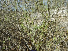Salix purpurea